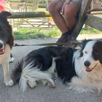 Dogs had shade, water, and even some treats! at Flicka Donkey Sanctuary in Penryn