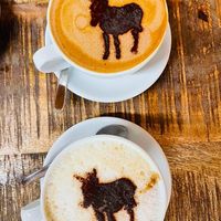 Donkey coffee cuteness overload 😍 at Flicka Donkey Sanctuary in Penryn