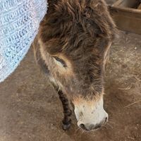  at Flicka Donkey Sanctuary in Penryn