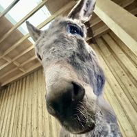 Donkeys! Donkeys! Donkeys! 😍  at Flicka Donkey Sanctuary in Penryn