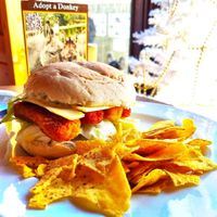  at Flicka Donkey Sanctuary in Penryn