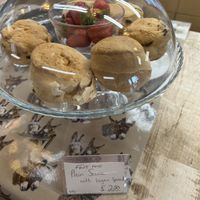 Scones  at Flicka Donkey Sanctuary in Penryn