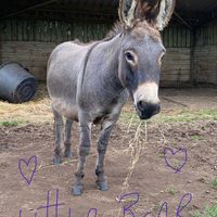 ‘Little Bear'  at Flicka Donkey Sanctuary in Penryn