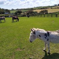 And, of course, wonder donkeys! at Flicka Donkey Sanctuary in Penryn