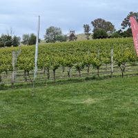 The grapes at Four Winds Vineyard in Murrumbateman