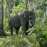  at Phuket Elephant Sanctuary in Phuket