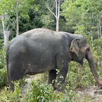   at Phuket Elephant Sanctuary in Phuket