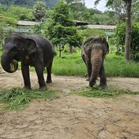 These two are besties apparently 💜 at Phuket Elephant Sanctuary in Phuket