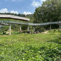 Canopy walkway to view the elephants down below!  at Phuket Elephant Sanctuary in Phuket
