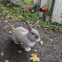  at The Base Vegan Retreat & Small Animal Sanctuary in Bristol