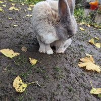  at The Base Vegan Retreat & Small Animal Sanctuary in Bristol