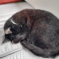 The boss at The Base Vegan Retreat & Small Animal Sanctuary in Bristol