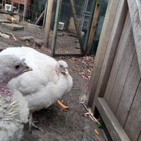 The inhabitans at The Base Vegan Retreat & Small Animal Sanctuary in Bristol