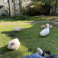The animals  at The Base Vegan Retreat & Small Animal Sanctuary in Bristol