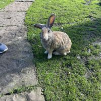  at The Base Vegan Retreat & Small Animal Sanctuary in Bristol