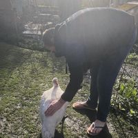   at The Base Vegan Retreat & Small Animal Sanctuary in Bristol