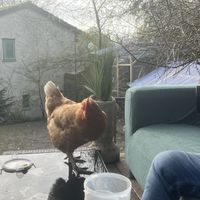   at The Base Vegan Retreat & Small Animal Sanctuary in Bristol