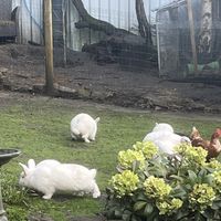   at The Base Vegan Retreat & Small Animal Sanctuary in Bristol