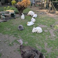  at The Base Vegan Retreat & Small Animal Sanctuary in Bristol