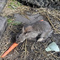   at The Base Vegan Retreat & Small Animal Sanctuary in Bristol