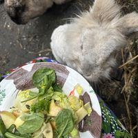   at The Base Vegan Retreat & Small Animal Sanctuary in Bristol