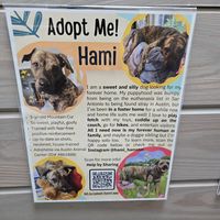 This was my friends foster dog. He was adopted. (Not bc of eldorado but I appreciate that they put his flyer up and many others and advocate for adoption) at Eldorado in Austin