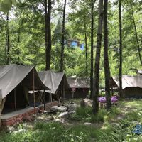 go to Woods to be totally immersed in nature  at Woods in Manali