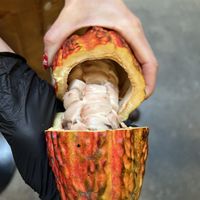 Freshly opened cacao  at Dandelion Chocolate - 16th Street Factory in San Francisco