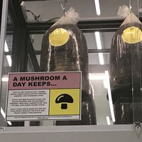 Pilzzucht at Good Bank in Berlin