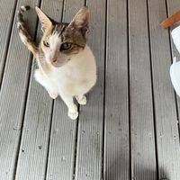 Restaurant cat Riki   at La Casita in Rarotonga