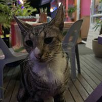 Second restaurant cat (don’t know this one’s name)   at La Casita in Rarotonga