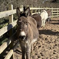   at The Donkey Sanctuary in Sidmouth