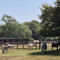  at The Donkey Sanctuary in Sidmouth