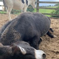   at The Donkey Sanctuary in Sidmouth