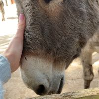   at The Donkey Sanctuary in Sidmouth