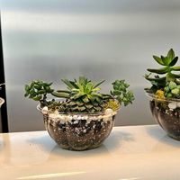 Small, medium, large at Palm Acai Cafe in Berkeley