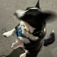 Sadie   at Moon Under Water in Christchurch