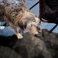 Scout   at Moon Under Water in Christchurch