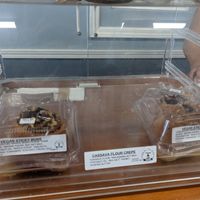 Vegan desserts at Health Go Market in Lihue