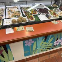 Display   at Snoogies Health Bar in Cairns