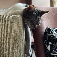 Sleepy kitty   at Cat Café Kociarnia in Krakow