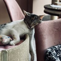 Sleepy kitty   at Cat Café Kociarnia in Krakow