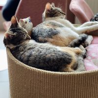 Snuggle kitties! at Cat Café Kociarnia in Krakow