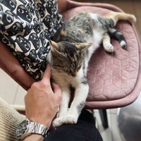 Cuddle kitty! at Cat Café Kociarnia in Krakow
