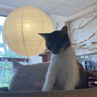   at Cat Café Kociarnia in Krakow
