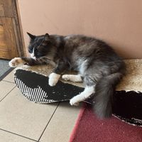   at Cat Café Kociarnia in Krakow