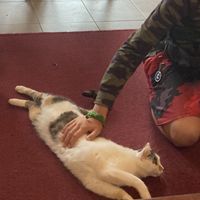   at Cat Café Kociarnia in Krakow