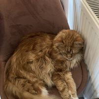   at Cat Café Kociarnia in Krakow