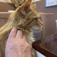 Simba  at Cat Café Kociarnia in Krakow
