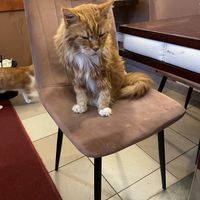 Simba  at Cat Café Kociarnia in Krakow